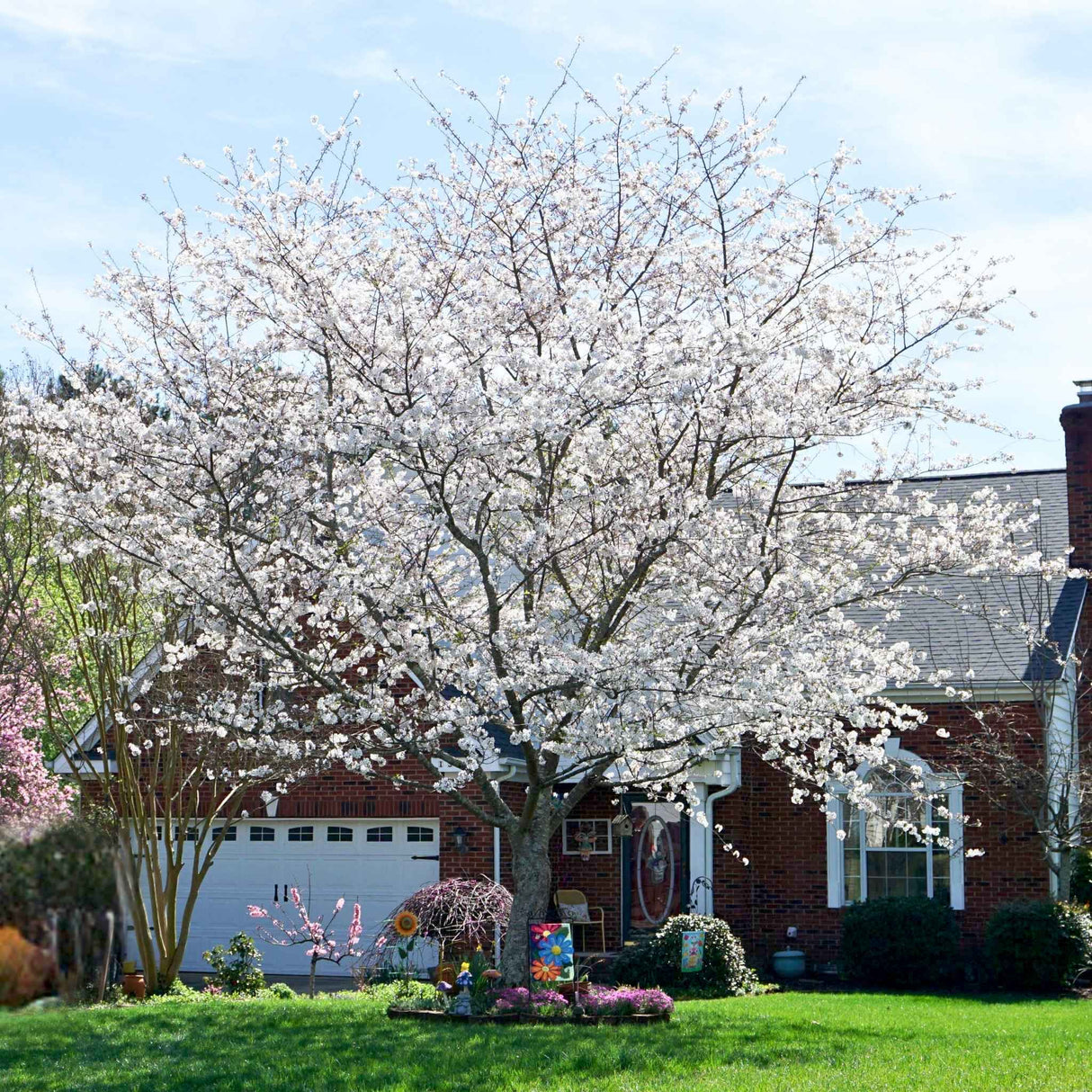 Yoshino cherry tree with white flowers in front of a brick house.