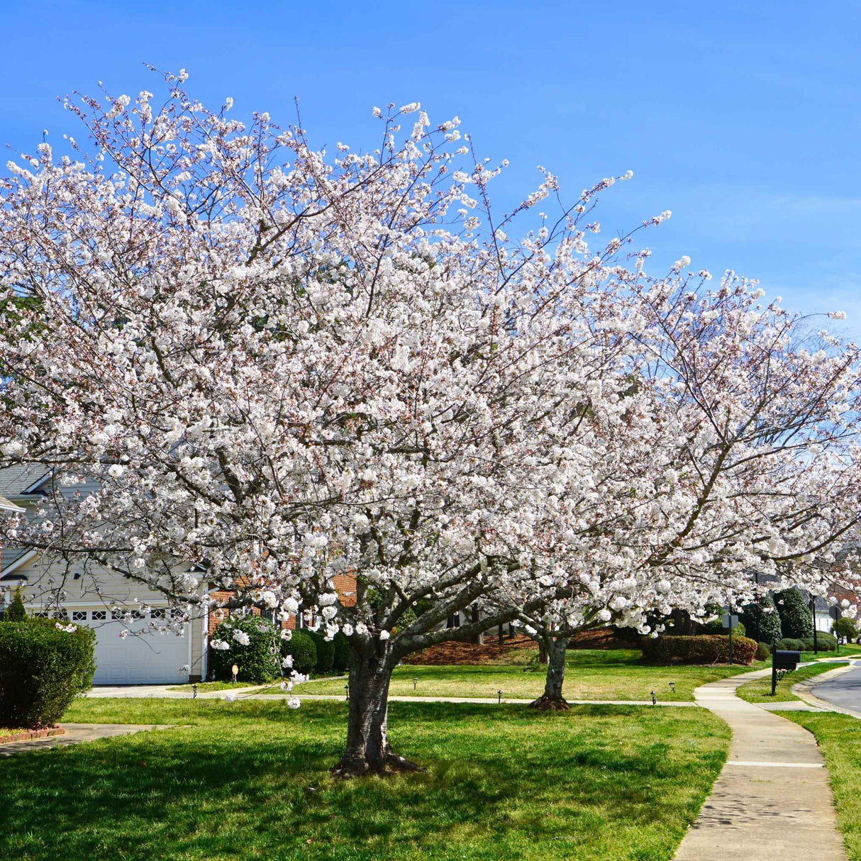 Two Yoshino cherry trees with white blossoms along a curved sidewalk.