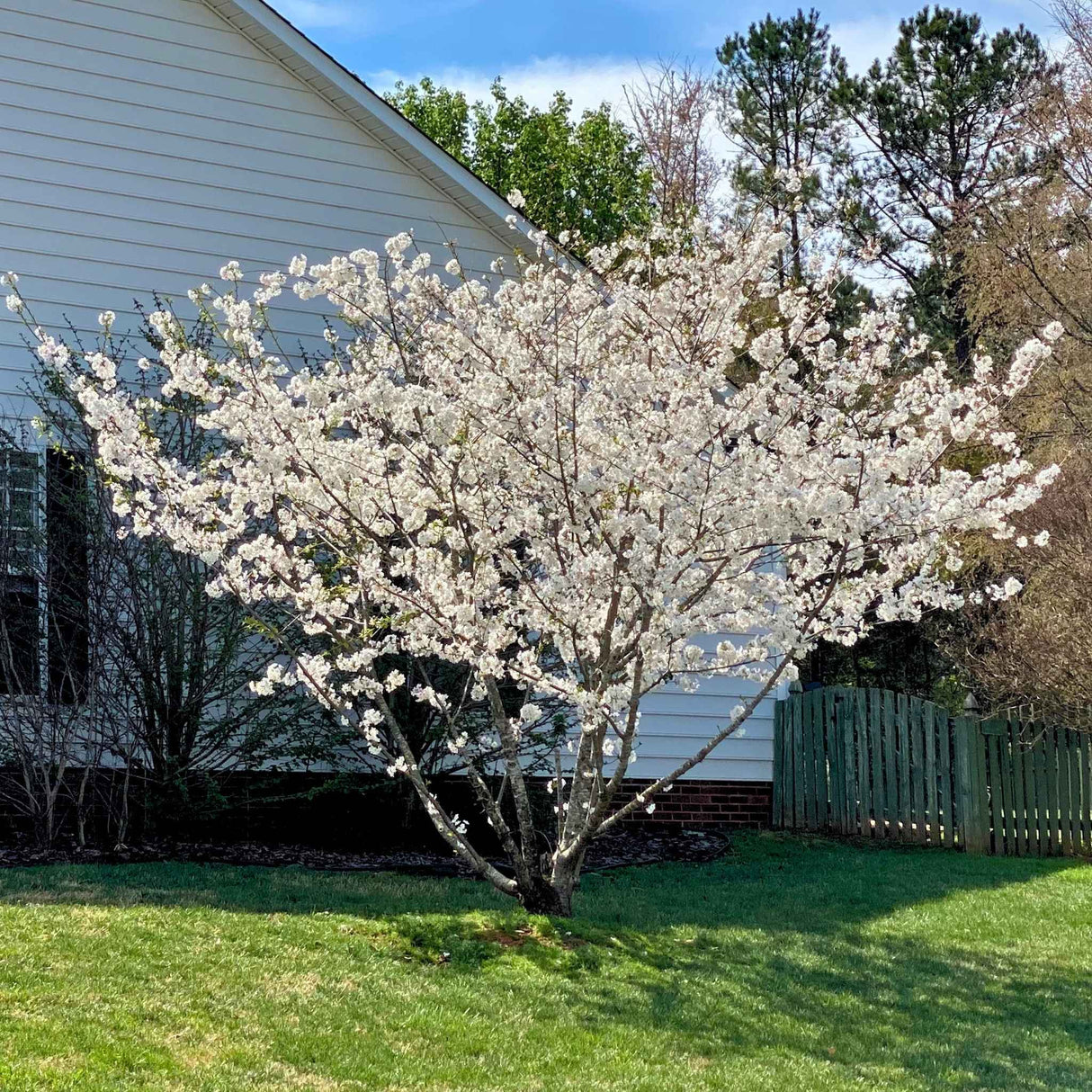 Yoshino cherry tree in bloom with its beautiful white flowers planted along the side of a home with a corner lot.