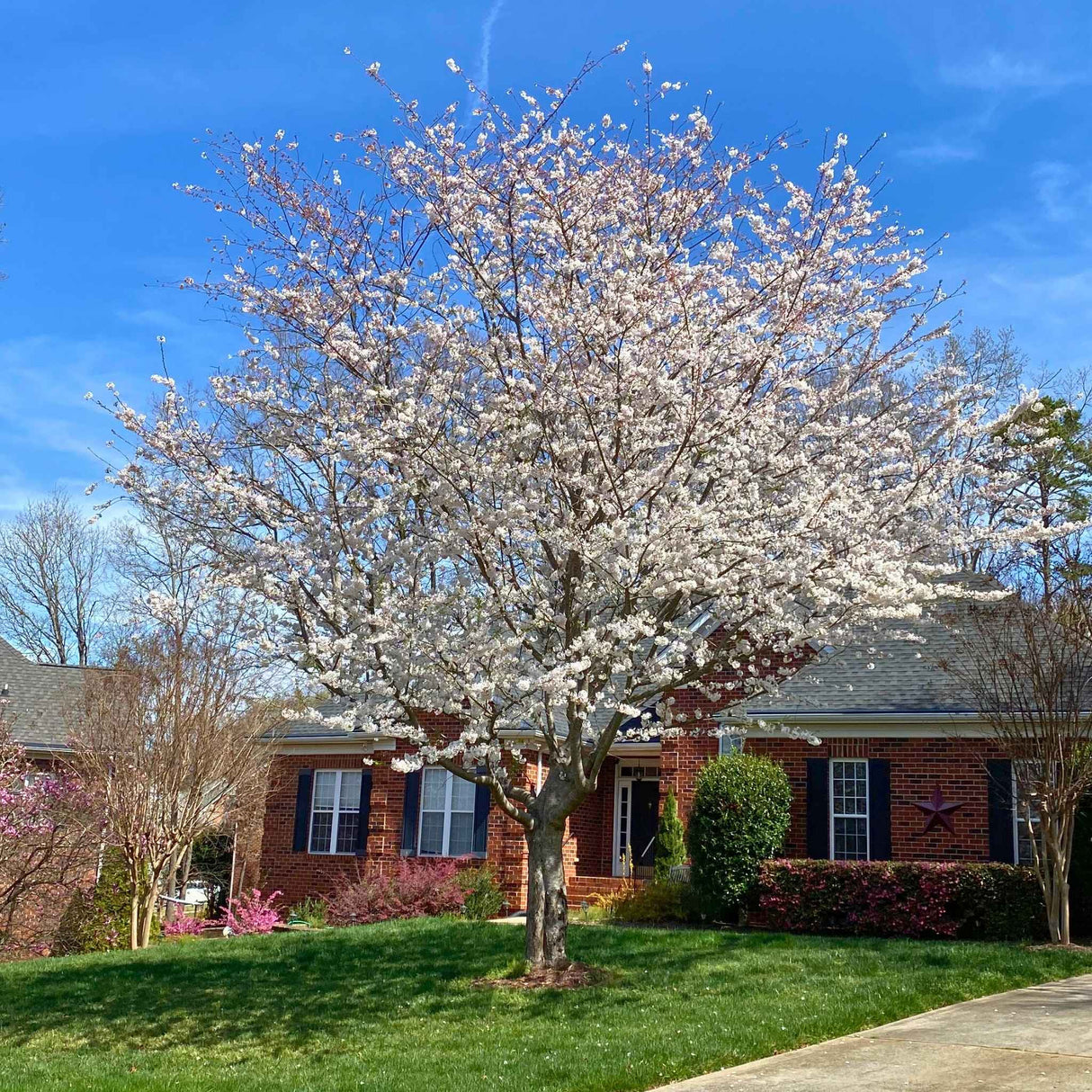 White-blossomed Yoshino cherry tree by a brick house under a blue sky.