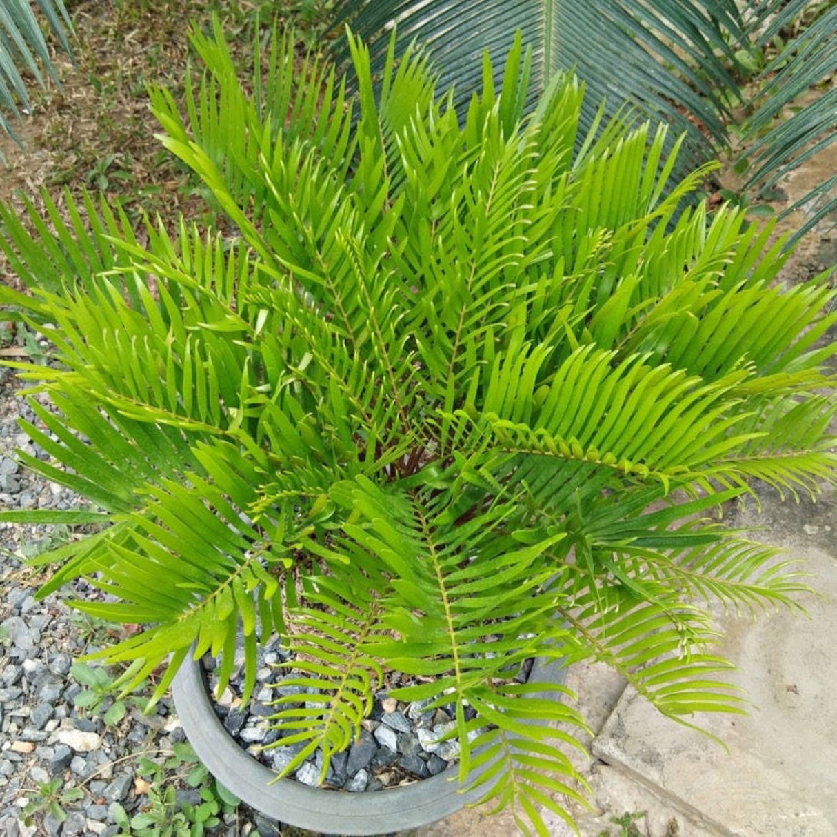 Young coontie plant in a container with gravel mulch, set against a neutral background.