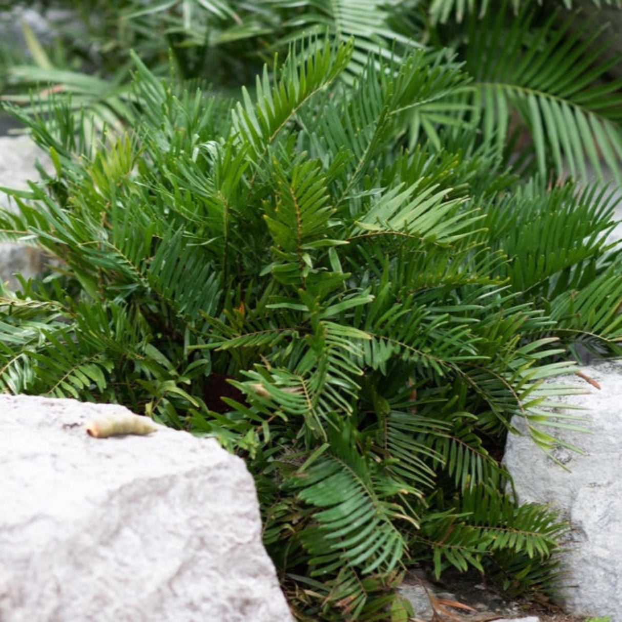 Coontie plant with arching fronds growing beside a large rock in a landscaped area.