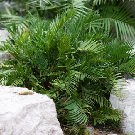 Coontie plant with arching fronds growing beside a large rock in a landscaped area.