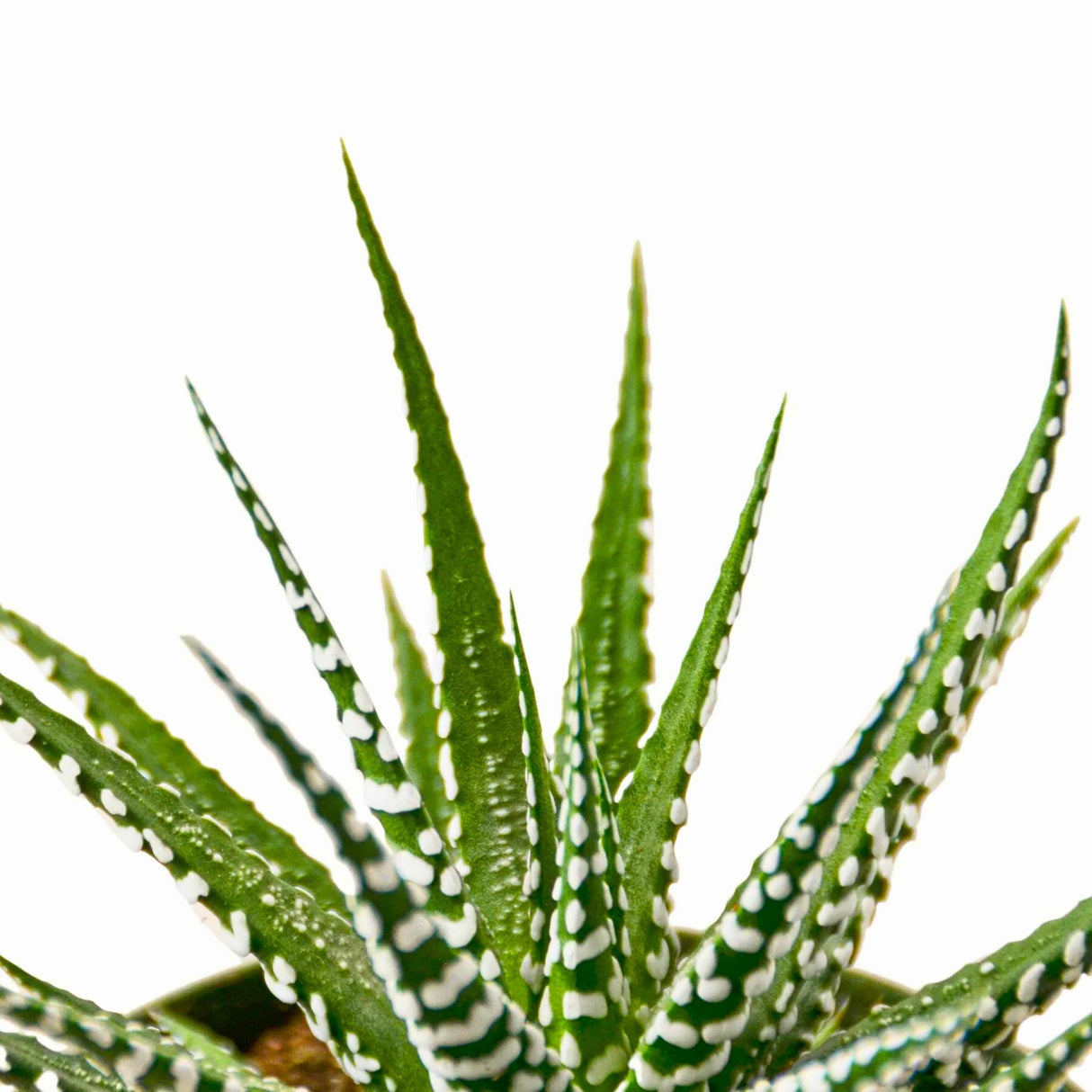 Close-up of Zebra Succulent leaves, emphasizing the pointed tips and textured white stripes.