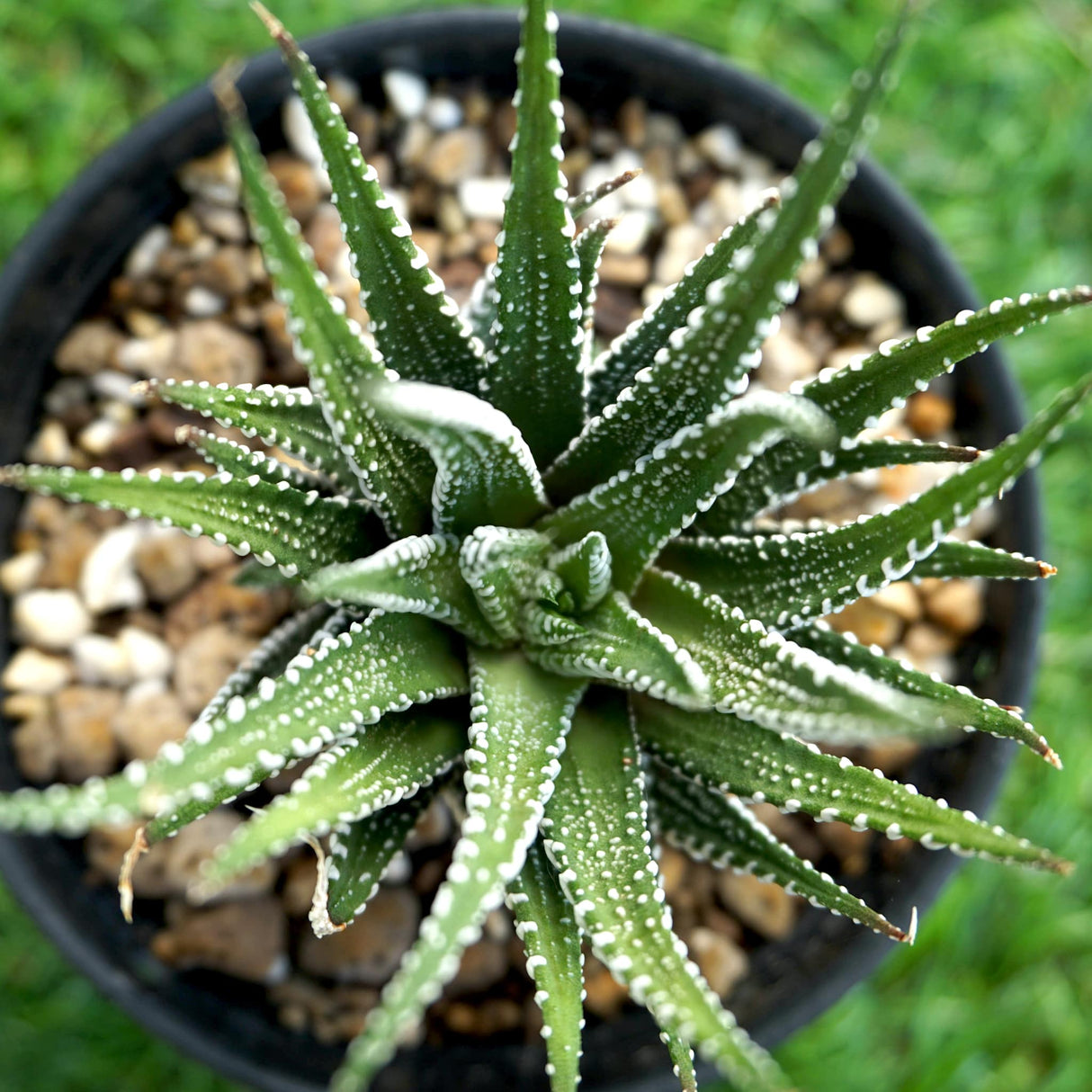 Small Zebra Succulent in a black pot with pebbled soil, viewed from above, showing its radial leaf pattern.