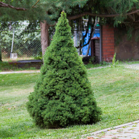 A Dwarf Alberta Spruce tree with a compact, pyramidal shape and dense, dark green needles, standing alone on a well-kept lawn. The tree’s fine-textured foliage and symmetrical form make it an attractive focal point in the landscape, with a backdrop of trees, fencing, and a brick structure adding depth to the scene.