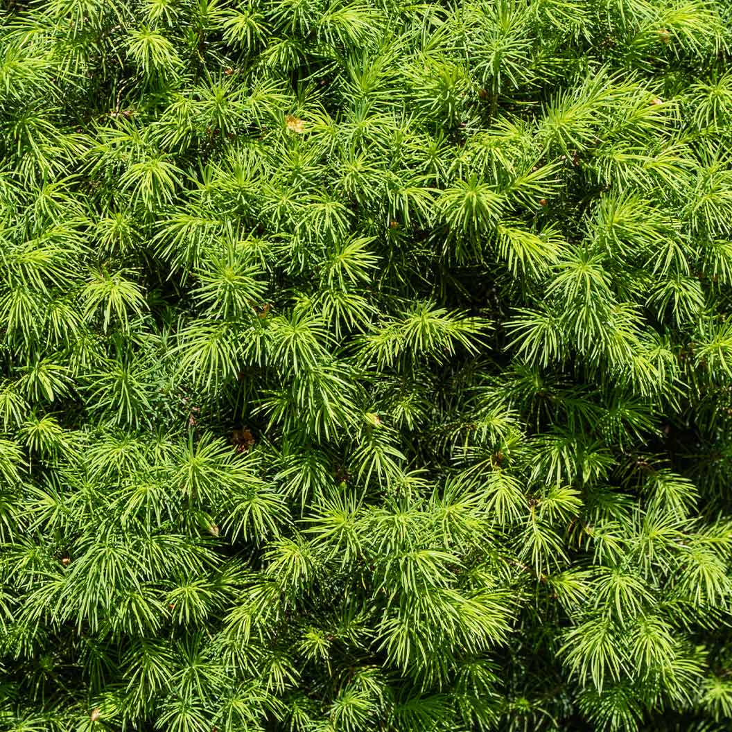 Close-up of the dense, vibrant green needles of a Dwarf Alberta Spruce, showcasing the fine texture and lush foliage. The tightly packed needles form a rich, bushy pattern, creating a visually appealing surface with a soft, feathery appearance. The sunlight highlights the bright green color, emphasizing the tree's healthy, compact growth.