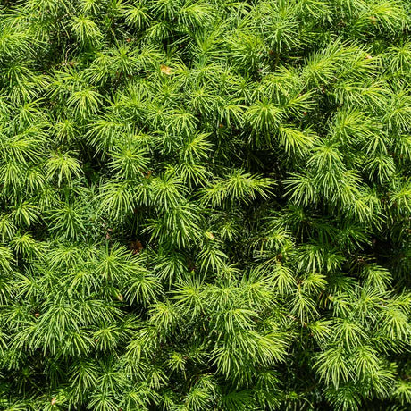 Close-up of the dense, vibrant green needles of a Dwarf Alberta Spruce, showcasing the fine texture and lush foliage. The tightly packed needles form a rich, bushy pattern, creating a visually appealing surface with a soft, feathery appearance. The sunlight highlights the bright green color, emphasizing the tree's healthy, compact growth.