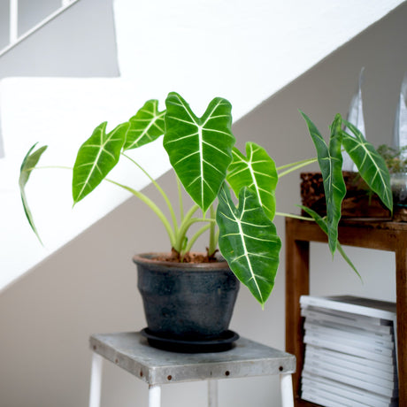 Alocasia Micholitziana 'Frydek'
