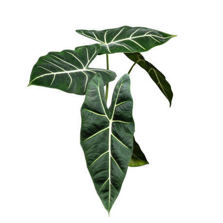 Alocasia Micholitziana 'Frydek'