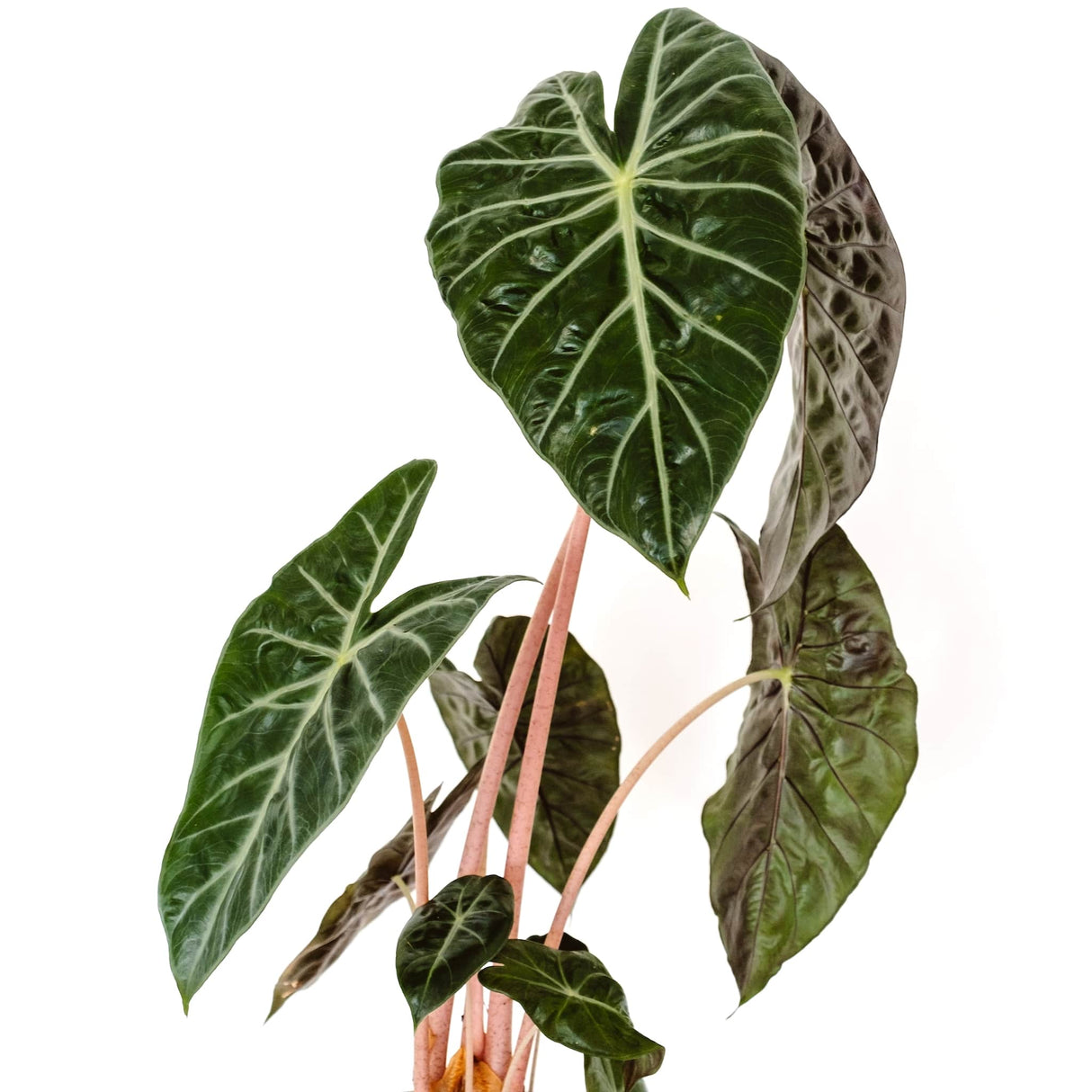 Close-up of Alocasia Pink Dragon leaves with dark green color, white veins, and pink stems.