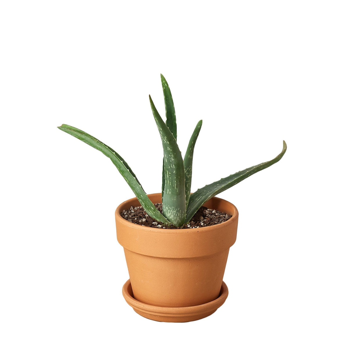 aloe vera plant in terra cotta pot on white background