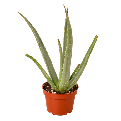 aloe vera plant in a nursery planter