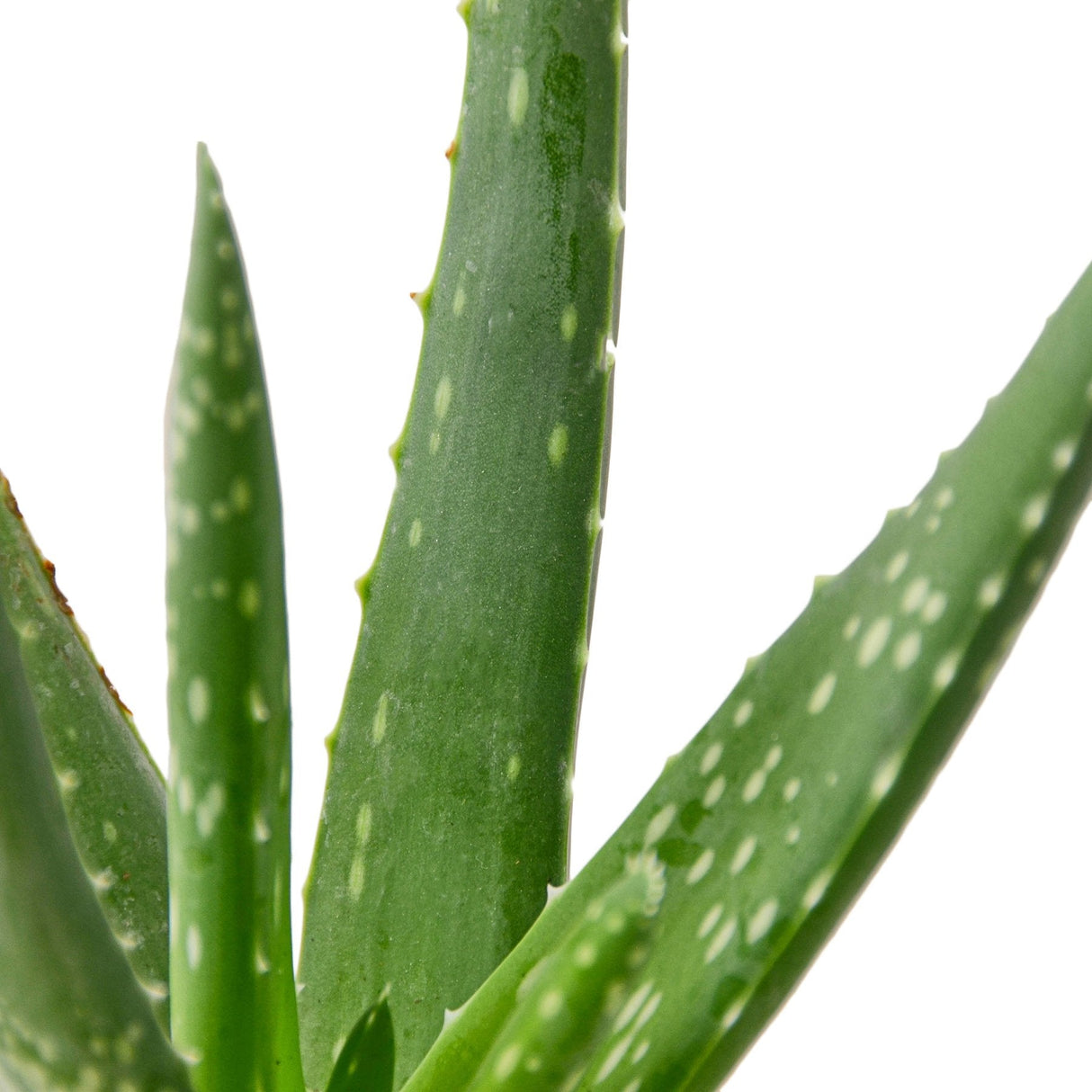 Close up of the aloe vera plant showing its thick pointy deep green leaves spotted with light green freckles