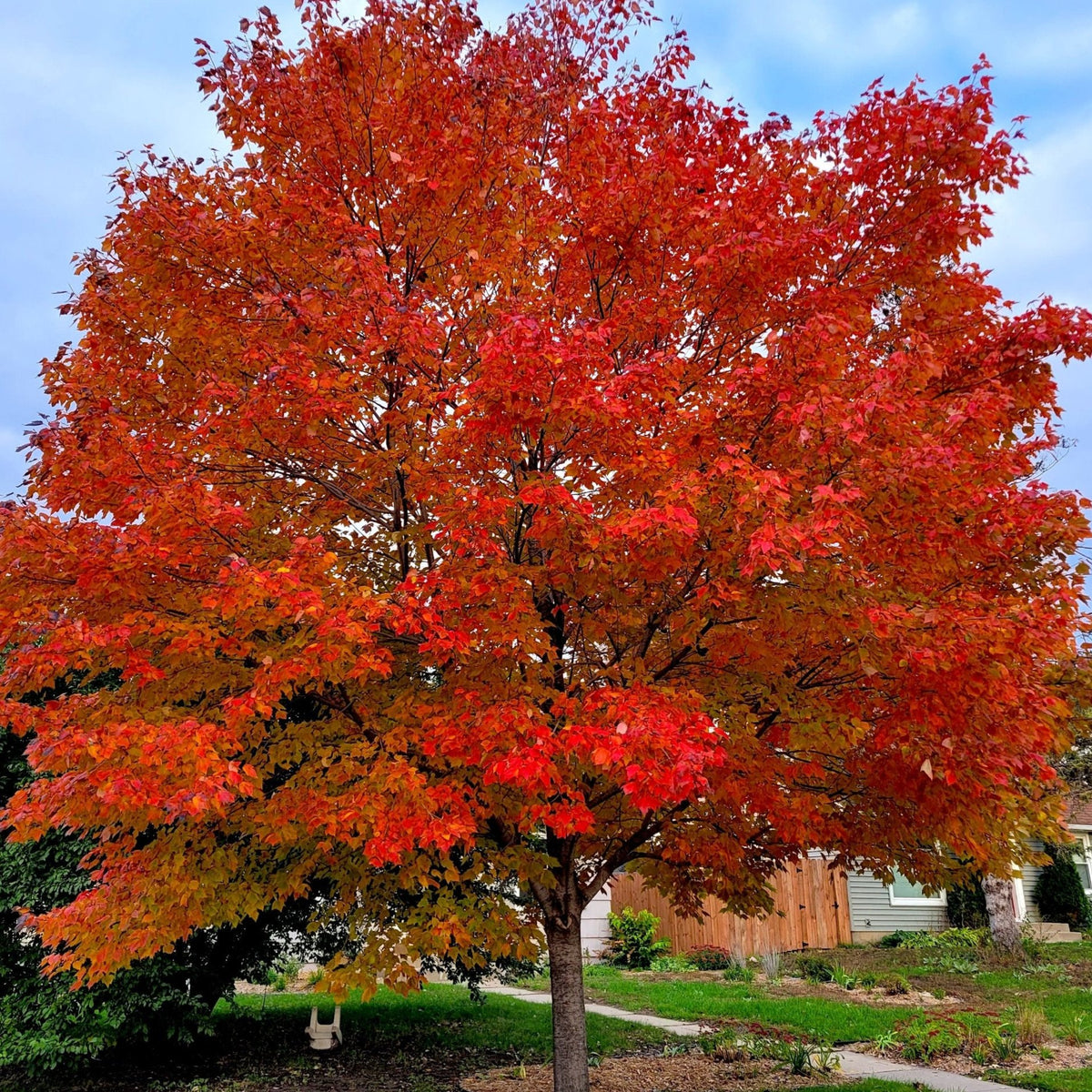 Autumn Blaze® Red Maple Tree FastGrowth, Brilliant Red Color Changes