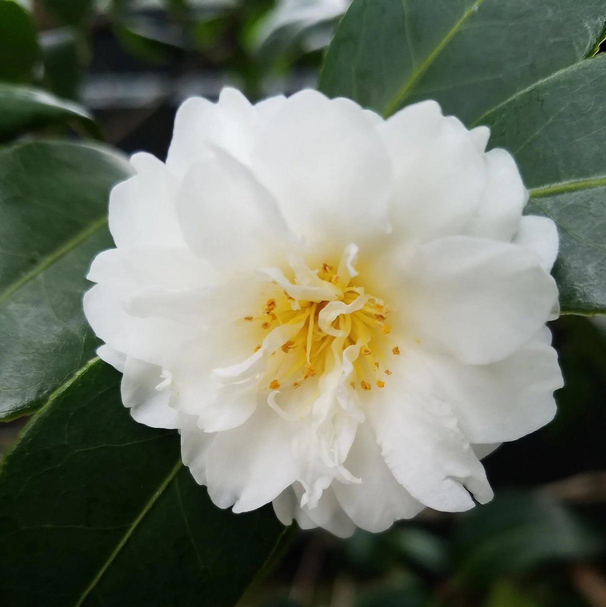 Close up of the white bloom of the Camellia sasanqua Autumn Rocket flowering shrub.