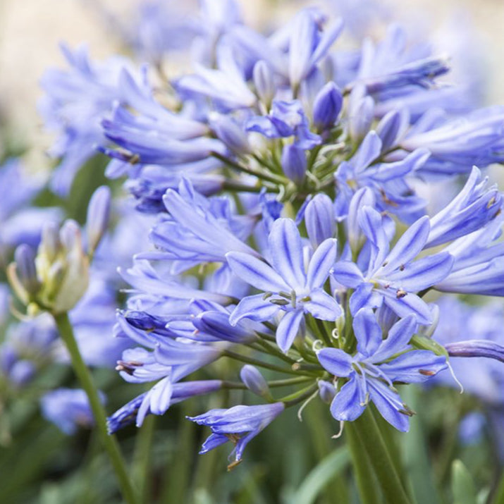 Close up of blooms and petals of the baby Pete lily of the nile flower.