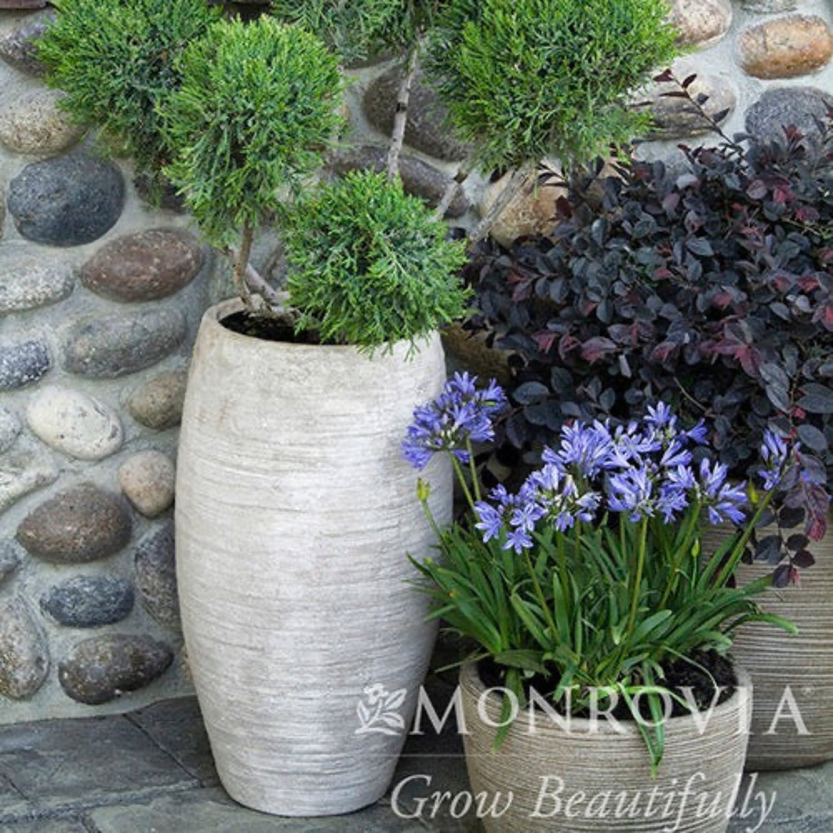 baby Pete Agapanthus growing in a planter with other patio plants nearby and a stone wall background.