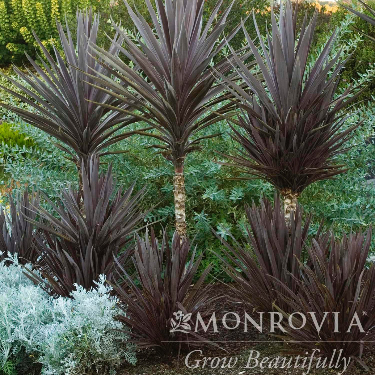 Bauers Dracaena Palms in a landscape. Varying heights, adding color, texture and dimension to this landscape with a tropical feel.