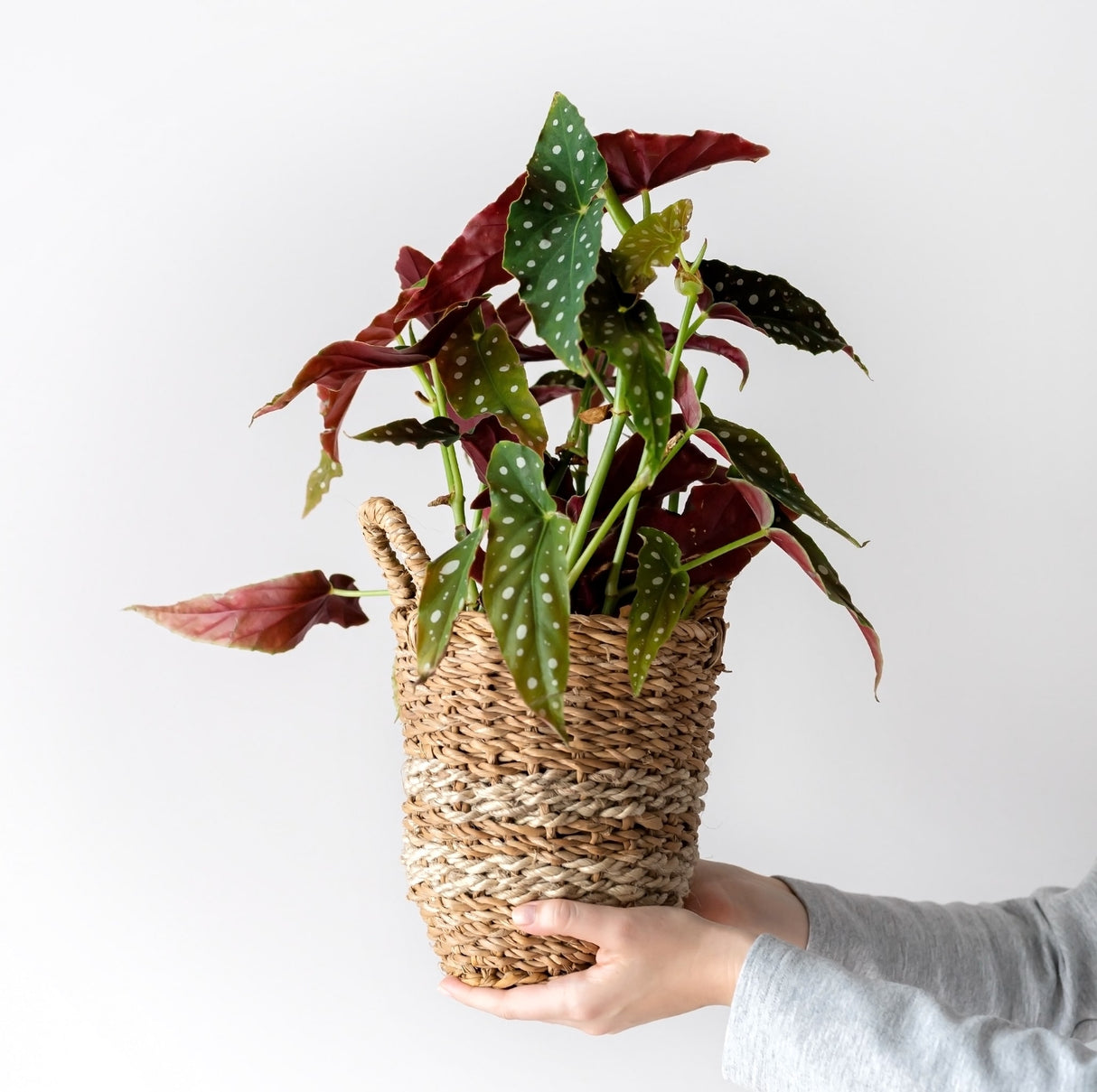 Beautiful begonia maculata with leaves that are green with white polka dots on top and are red underneath. the plant is in a basket planter.