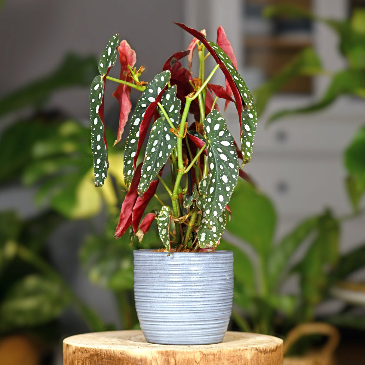 potted begonia maculata houseplant featuring unique green leaves with white spots that are red underneath.