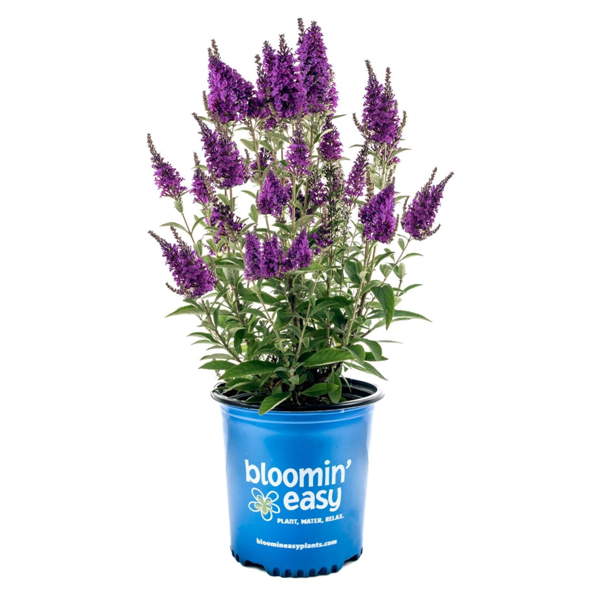 A potted Birthday Cake Butterfly Bush with purple flower spikes in a blue "Bloomin’ Easy" container.