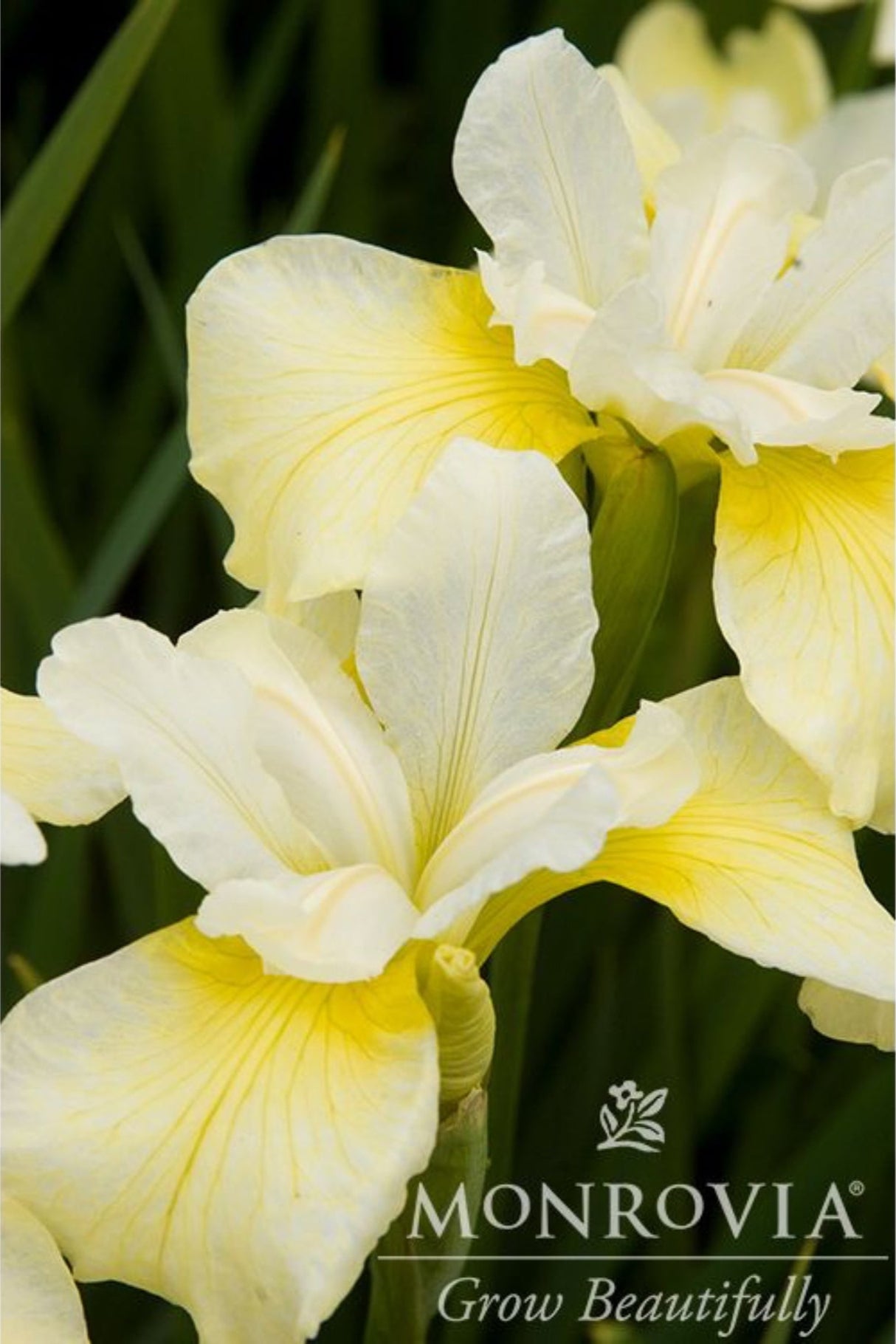 White and Yellow Blooms of the Butter and Sugar Siberian Iris with enough detail to be able to notice the veining in the flowers.
