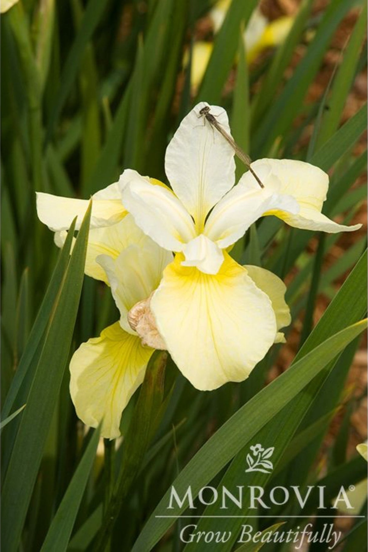 Close up of a dragon fly resting on the bloom of a butter and sugar Siberian iris.