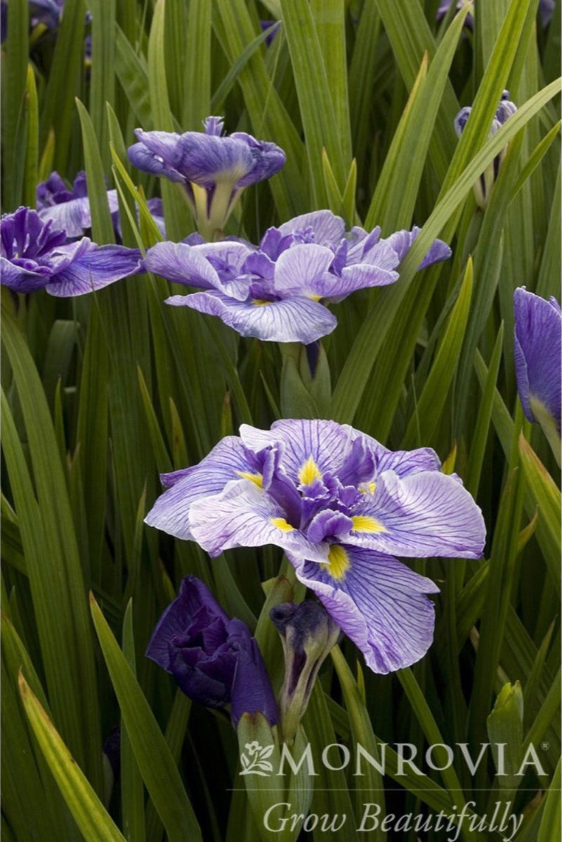 Japanese Iris "Butterflies in Flight" with white and purple lined petals that have a yellow patch at the base, growing with lush green foliage.