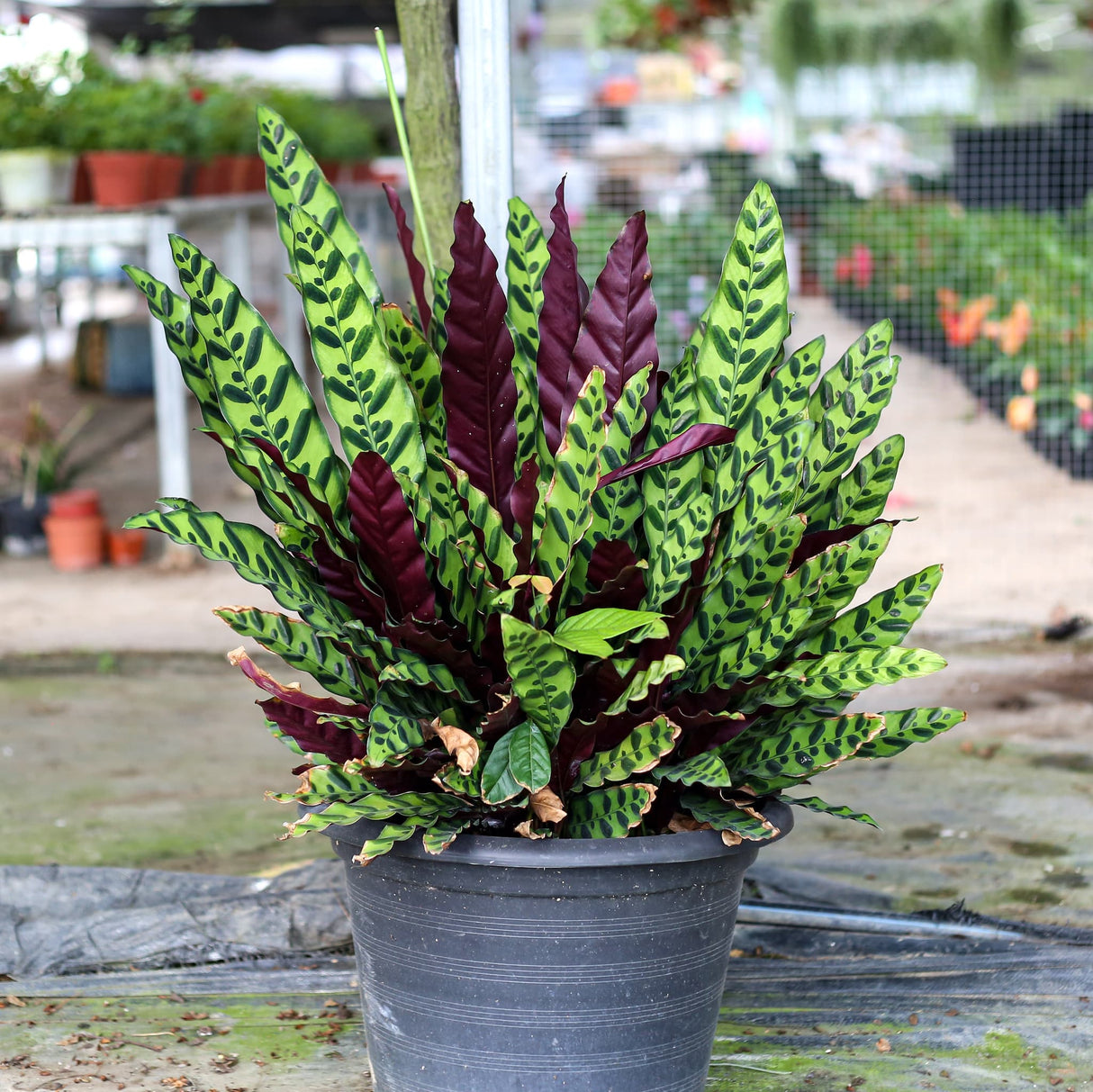 mature calathea lancifolia rattlesnake plant with plant nursery in the background