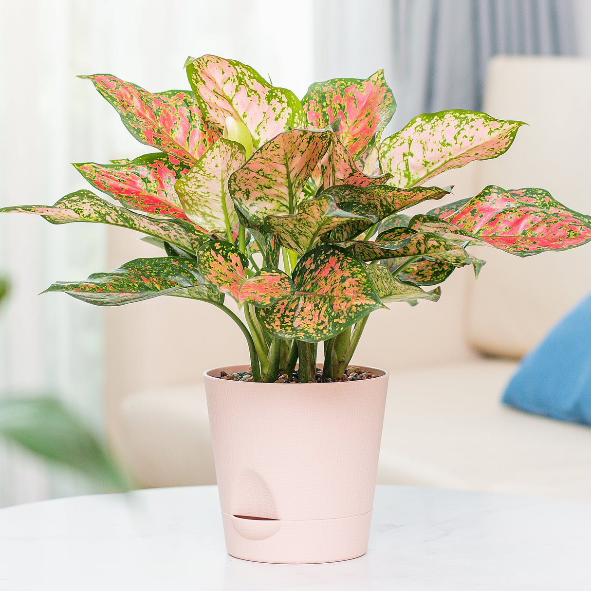 Potted lady valentine houseplant with speckled pink and green leaves sitting on a coffee table in with a blurred couch in the background.