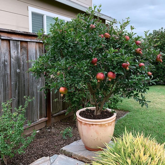 Cold Hardy Red Pomegranate growing in a planter