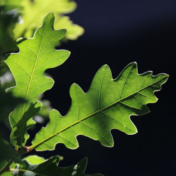 "Skinny Genes" Columnar Oak tree spring foliage, green and glossy leaves with the sun shining through giving a close view of the leave's unique shape and veining.