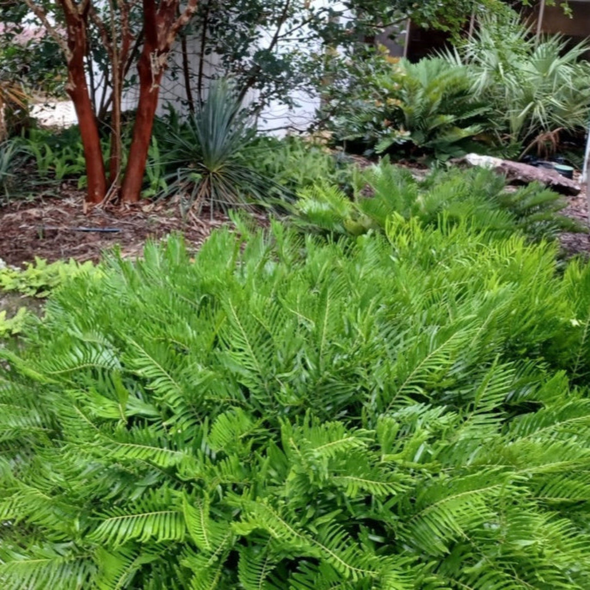 Lush, low-growing coontie plant in a garden with surrounding greenery and mulch.