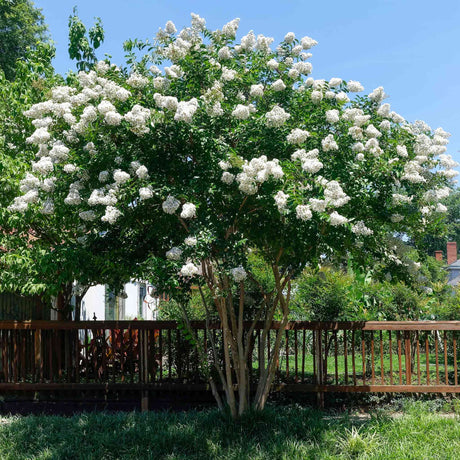 Natchez Crapemyrtle - NationwidePlants.com