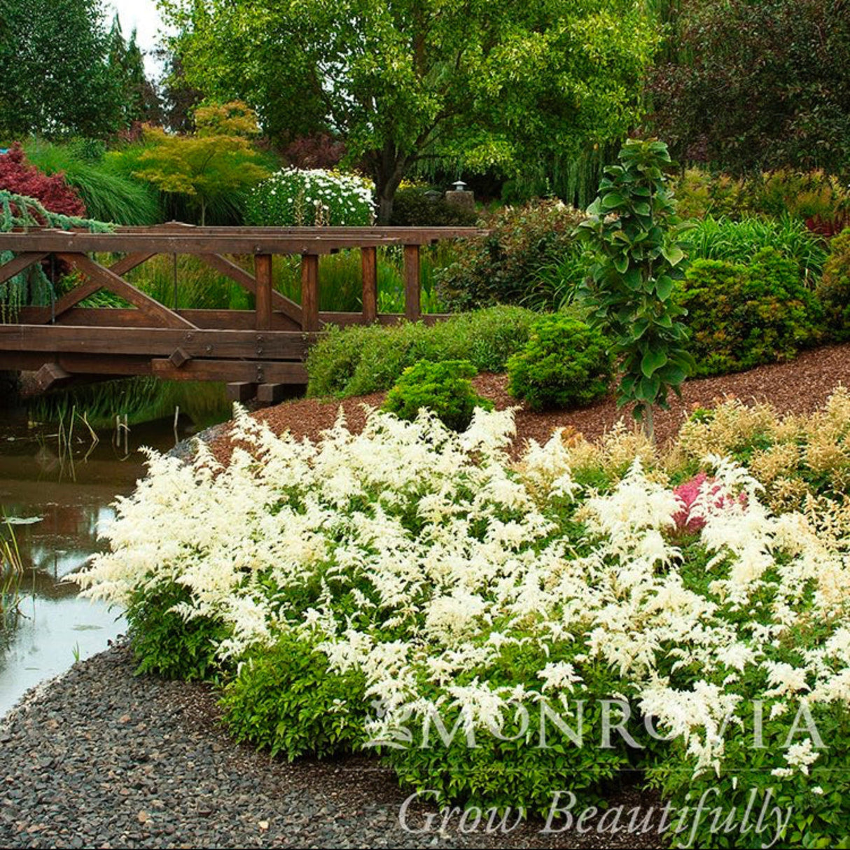 Deutschland astilbe in full bloom growing in a garden with rocks and other beautiful trees behind.