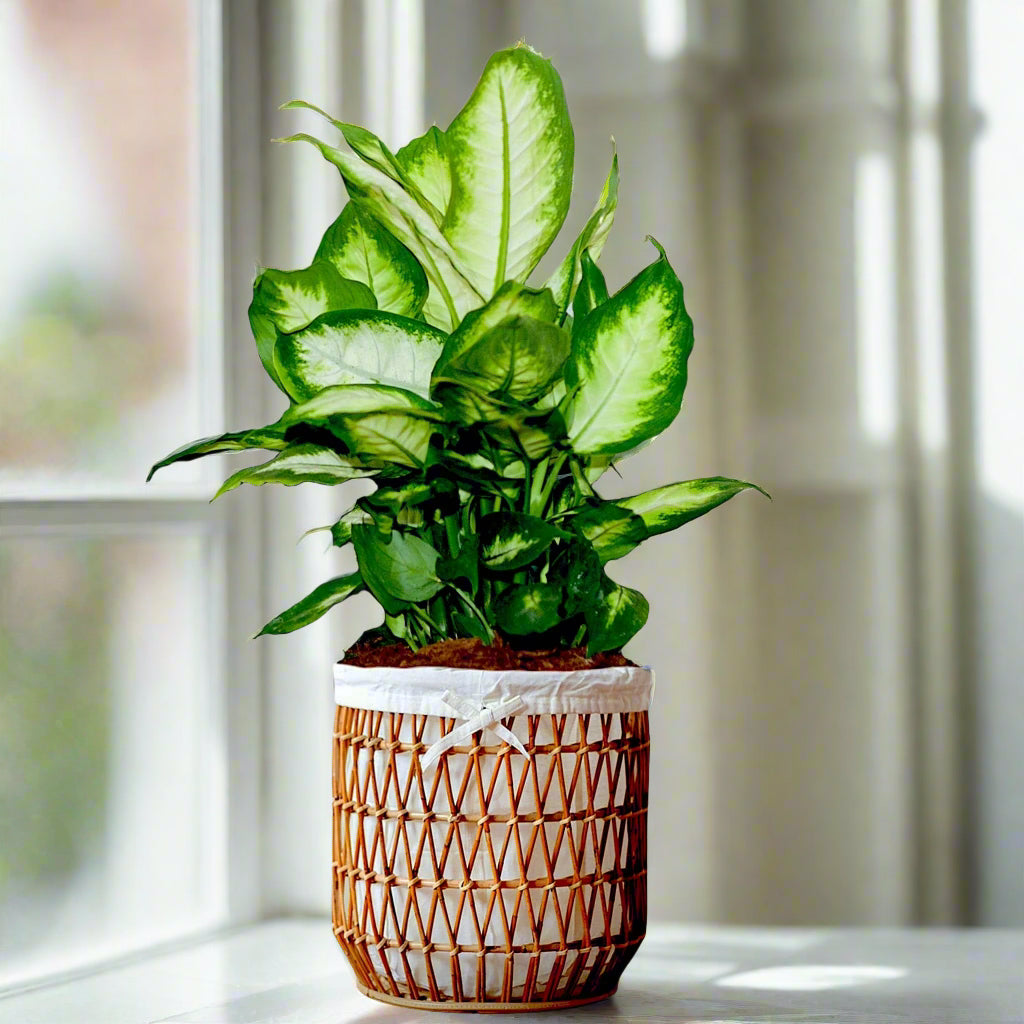 dieffenbachia camille houseplant in basket planter sitting on table near sunny window