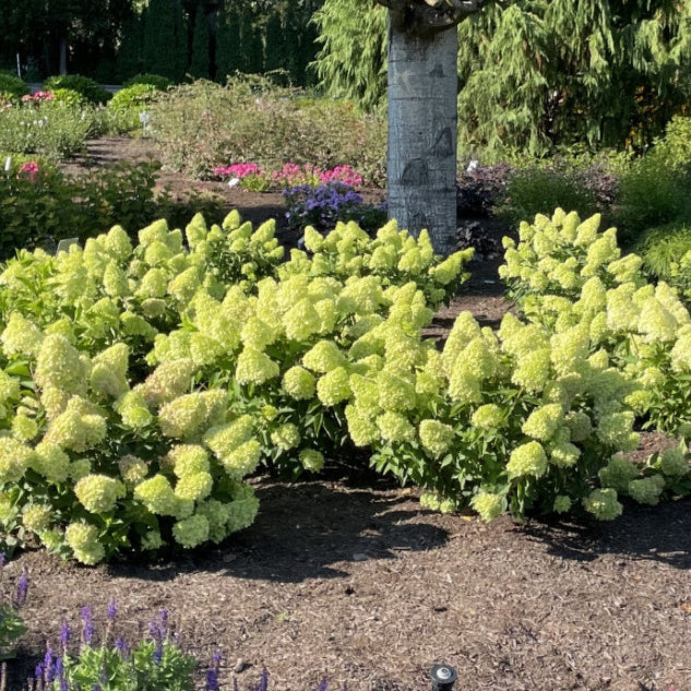 Hydrangea paniculata ‘Dragon Baby’ plants in a mulch bed under a large tree.