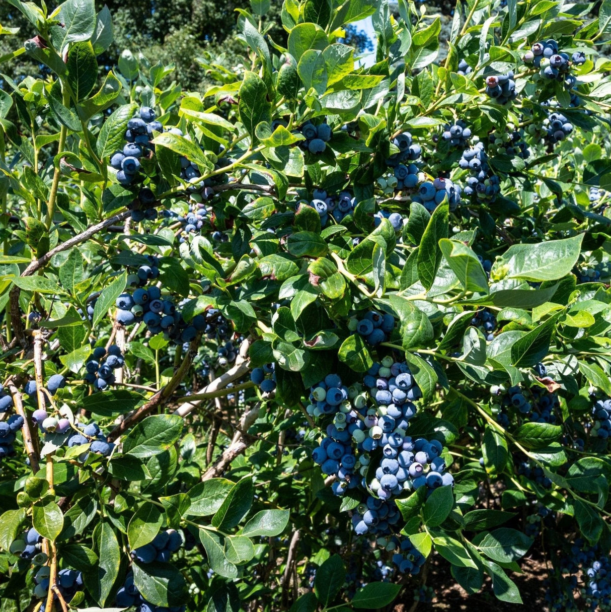 A Duke blueberry bush laden with clusters of ripe, deep blue berries nestled among glossy green leaves. The abundance of blueberries is highlighted by sunlight filtering through the foliage, creating a vibrant and lush scene. The bush's branches are heavy with fruit, showcasing the productivity and hardiness of this blueberry variety.