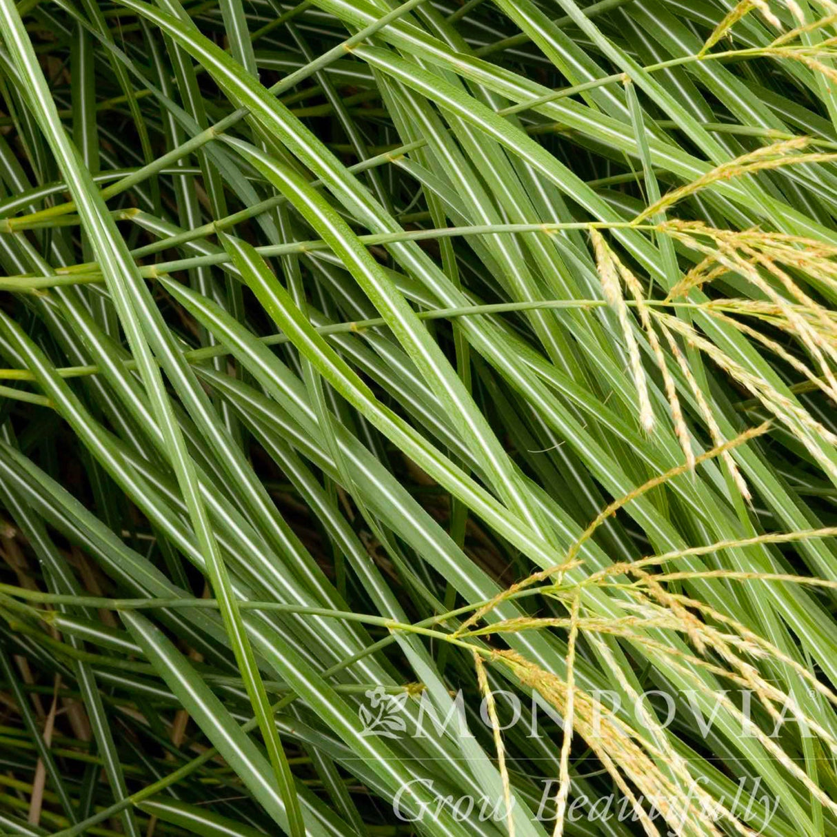 Close-up of fine, green Dwarf Maiden Grass blades with yellow-tinged tips.