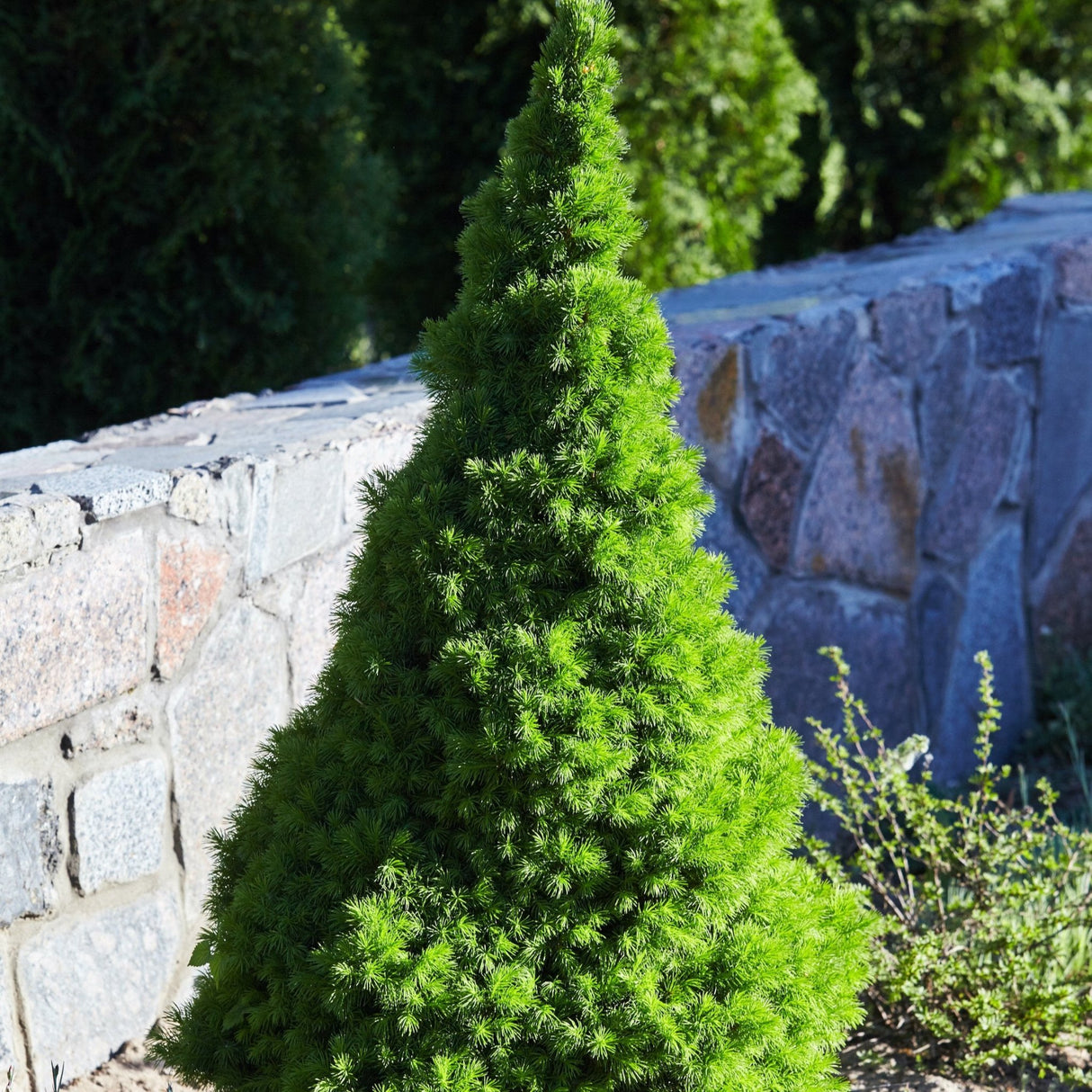 A Dwarf Alberta Spruce tree with a dense, conical shape and vibrant green needles, standing against a stone wall in a landscaped garden. The tree’s compact, symmetrical form and fine, soft foliage make it a striking focal point, highlighted by sunlight that enhances its lush color and texture.