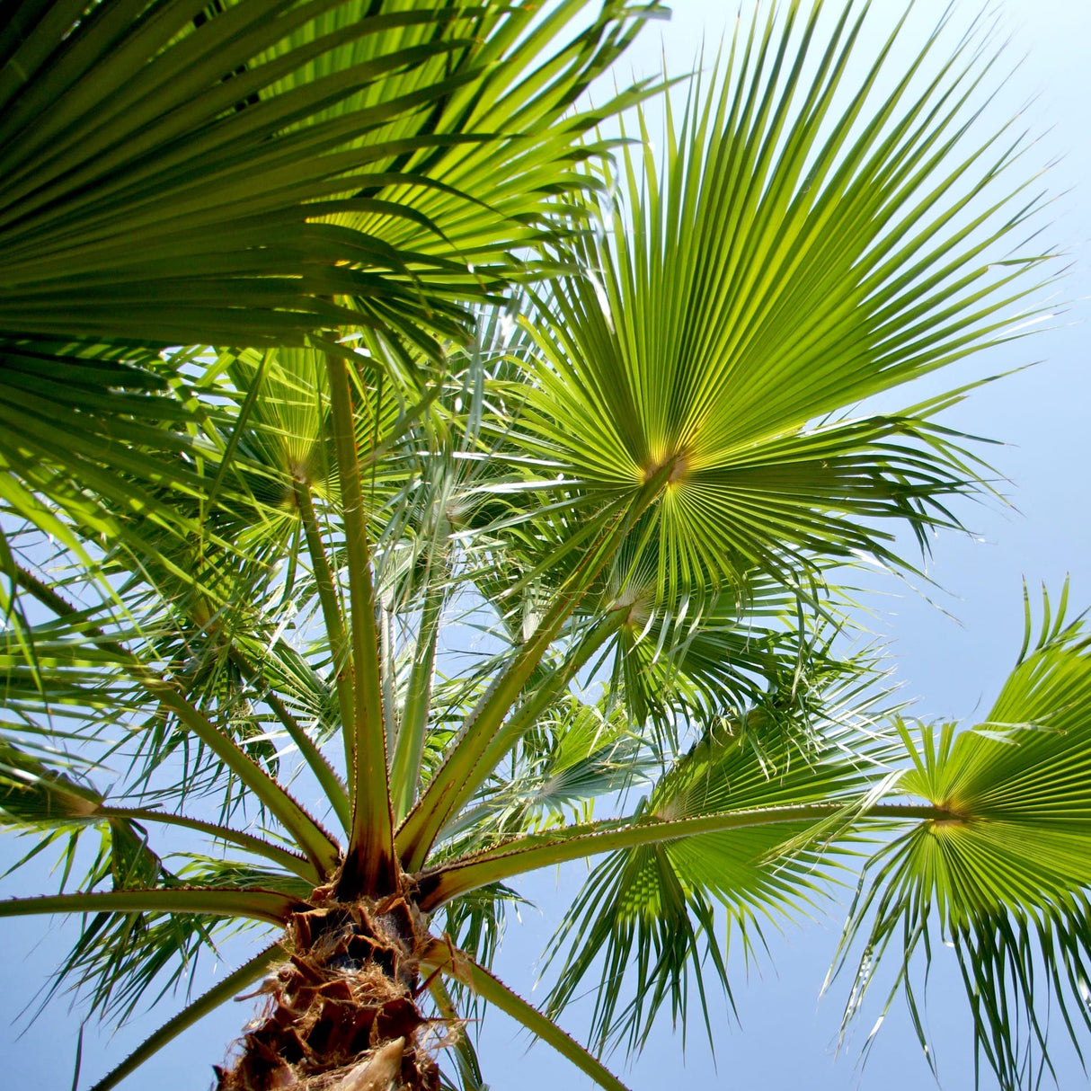 Dwarf Palmetto Tree