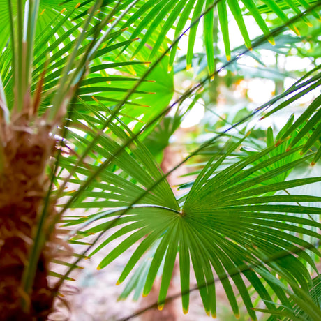Close-up of a dwarf palmetto tree's fan-shaped leaves with sharp edges, partially obscuring the trunk.