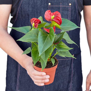 Anthurium 'Red' Houseplant