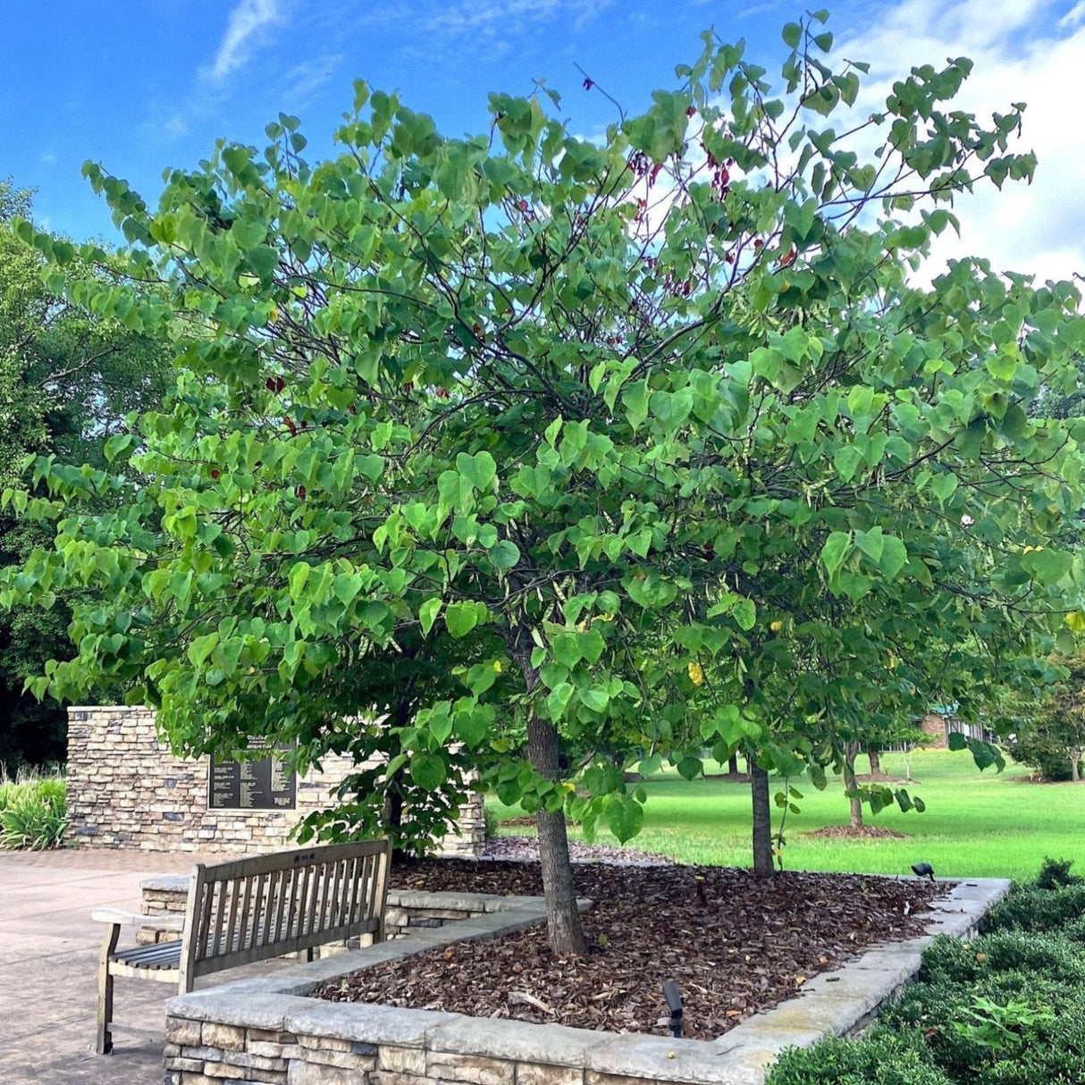 An Eastern Redbud tree with a dense canopy of heart-shaped green leaves, providing shade over a landscaped area with stone-edged mulch and a wooden bench beneath it.