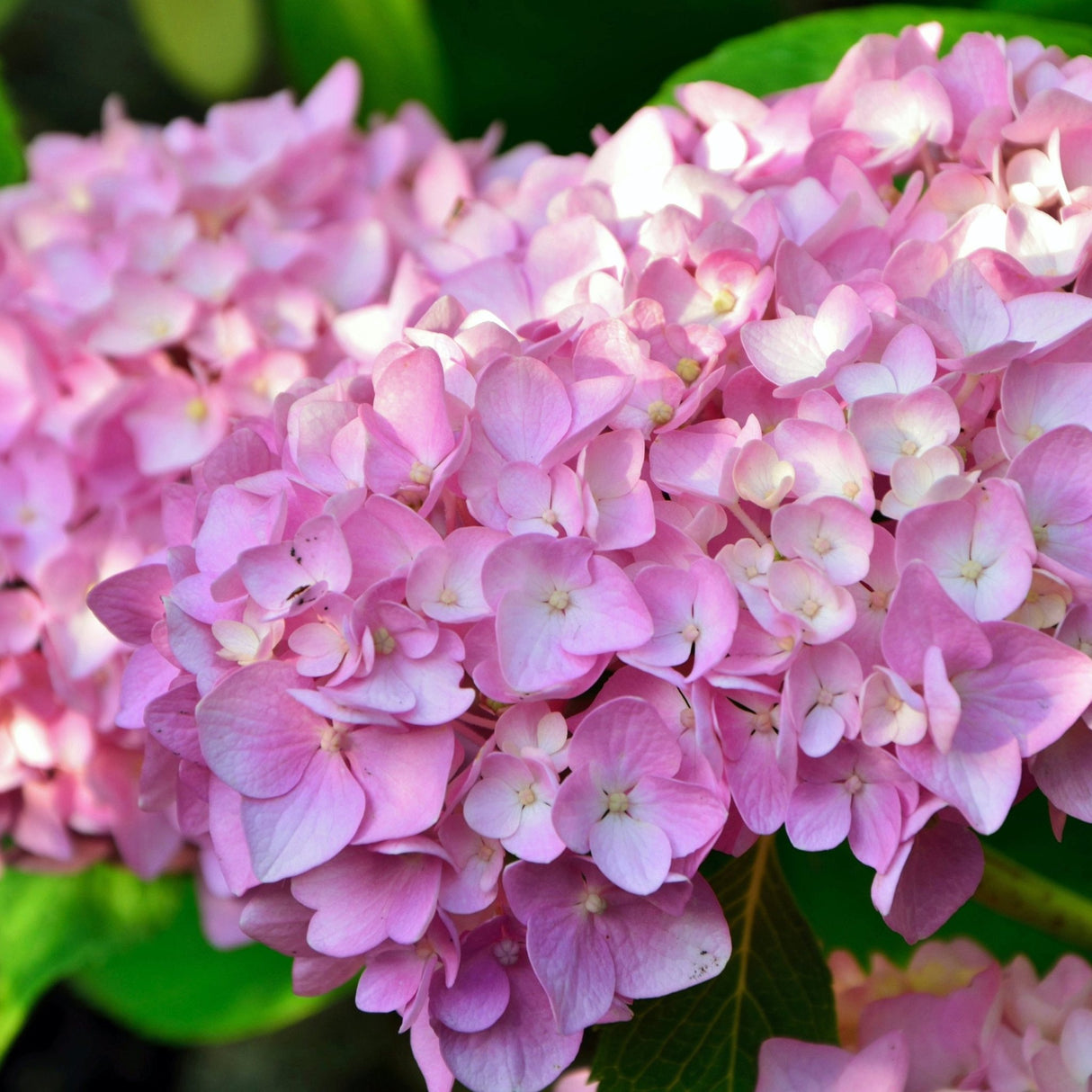 Endless Summer® Hydrangea - NationwidePlants.com
