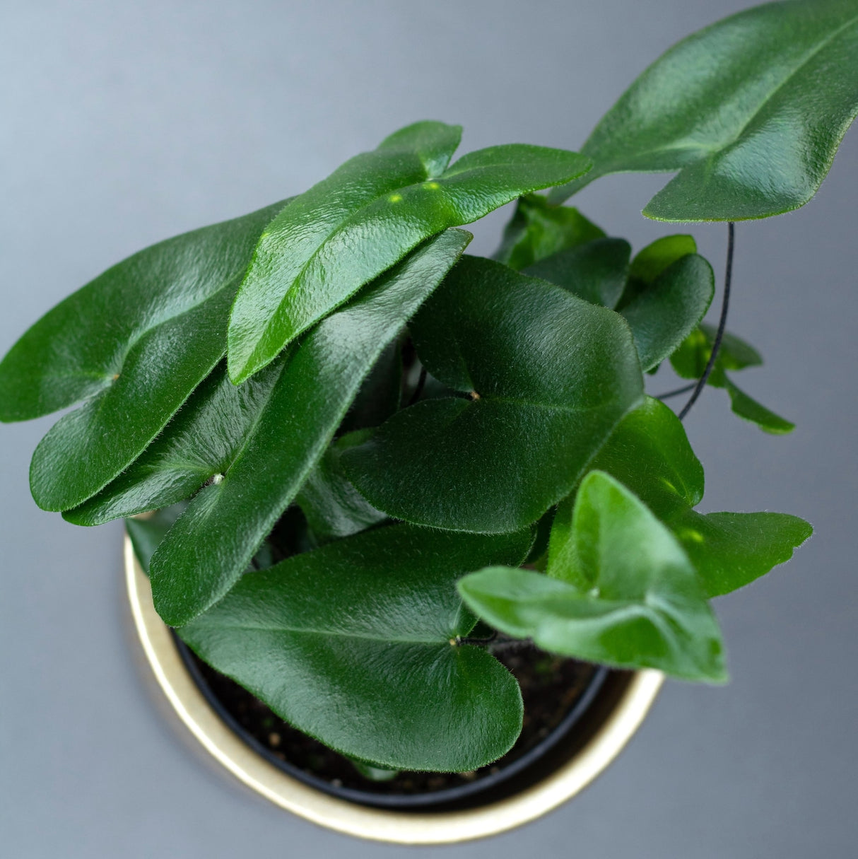 fern heart houseplant view from above showcasing the strong green leaves with a texture that appears similar to a glossy leather with a fuzzy coating.