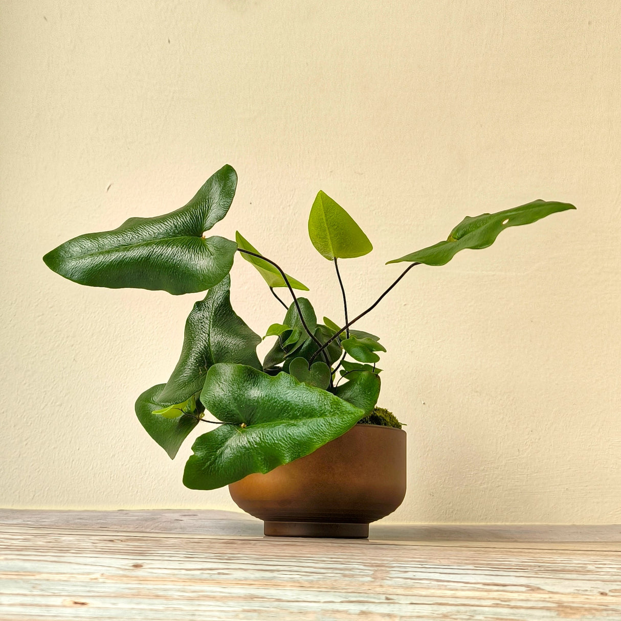 Fern heart houseplant in brown planter on wood floor in front of textured wall