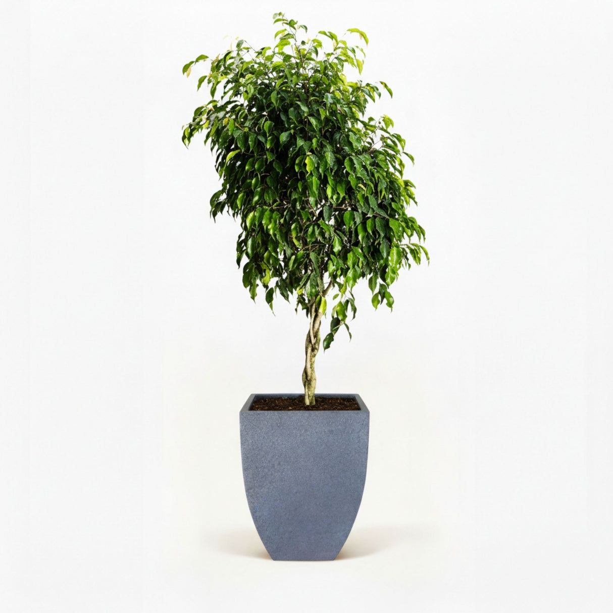 ficus tree in decorative pot hide