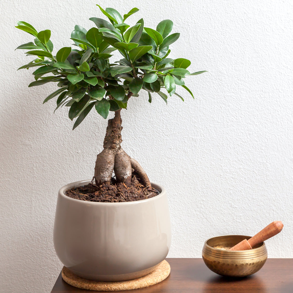 Ficus ginseng houseplant in beige planter on wooden table next to a singing bowl